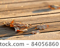 Natural background with frost and oak leaves 84056860