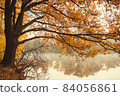 Old oak tree on the lake 84056861