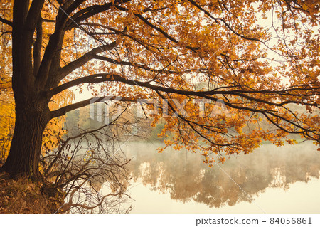 Old oak tree on the lake 84056861