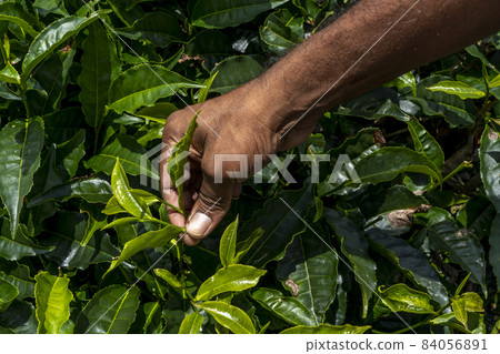 Man employee of tea company hold tea sprout against background of plantation field. Selects the best kind of tea for importations. Close up of fresh green leaves.  84056891