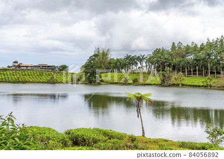Green tea plantations near lake, high in the mountains in Mauritius island Green tea plantations near lake, high in the mountains in Mauritius island 84056892