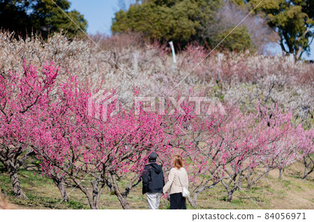 Umebayashi in Souri Pond Park, Chita City, Aichi Prefecture 84056971