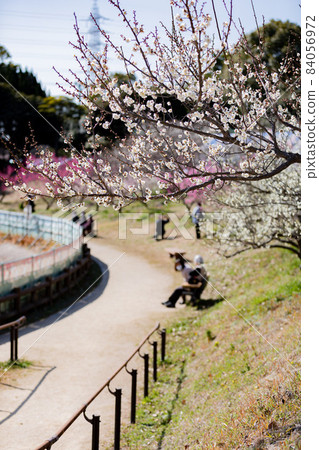 愛知縣知多市蘇里池公園梅林 愛知縣知多市蘇里池公園梅林 84056972