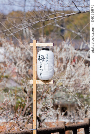 愛知縣知多市蘇里池公園梅林 84056973