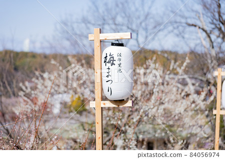 愛知縣知多市蘇里池公園梅林 84056974