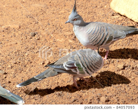 Pigeons living near Ayers Rock in Australia Pigeons living near Ayers Rock in Australia 84057093
