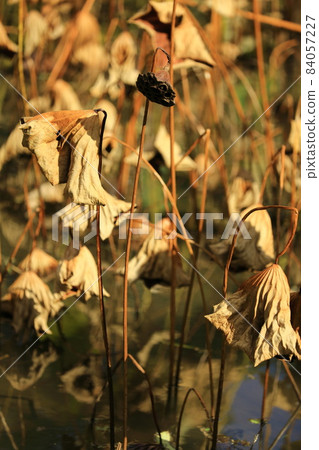 在深秋的死蓮花 在深秋的死蓮花 84057227