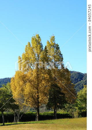 Autumn park 84057245