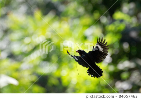 dusky Broadbill 84057462
