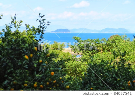 [Yamaguchi Prefecture] Oshima oranges and the sea Suo Oshima 84057541