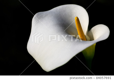 Various flowers (botanical art material photo) 84057691
