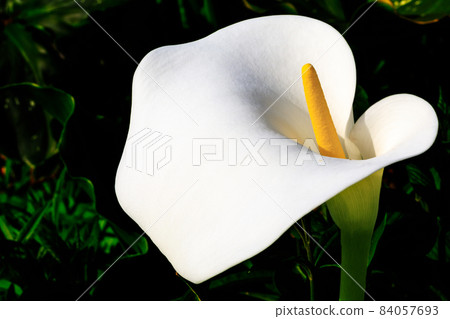 Various flowers (botanical art material photo) 84057693