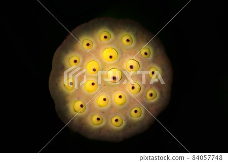 各種花卉（植物藝術素材照片） 84057748