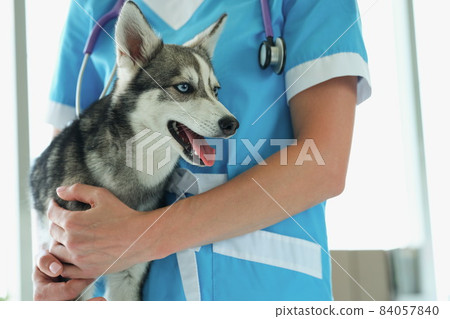 Female veterinarian with puppy husky on vet appointment in clinic Female veterinarian with puppy husky on vet appointment in clinic 84057840