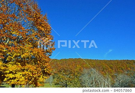 Sasagamine Plateau of Autumn Leaves Sasagamine Ranch, Myoko City, Niigata Prefecture 84057860