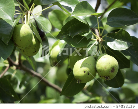 A few pears are hanging on a branch, a close-up picture. 84058139