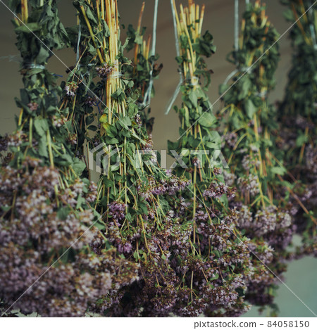 Bunches of oregano herbs. A healing plant with purple flowers. 84058150