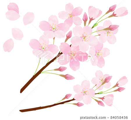 Cherry blossom vector material Sakura Someiyoshino Cherry blossom branch Petals Cherry blossom vector material Sakura Someiyoshino Cherry blossom branch Petals 84058436
