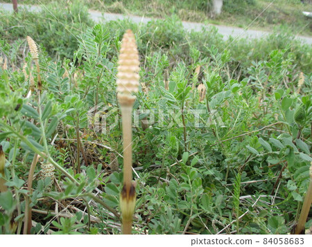Horsetail growing on the bank, feeling the spring of Japan Horsetail growing on the bank, feeling the spring of Japan 84058683
