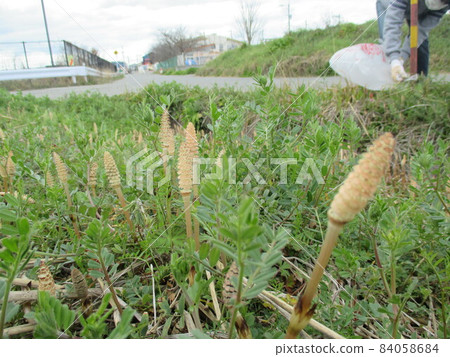 Horsetail growing on the bank, feeling the spring of Japan Horsetail growing on the bank, feeling the spring of Japan 84058684