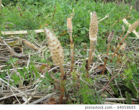Horsetail growing on the bank, feeling the spring of Japan Horsetail growing on the bank, feeling the spring of Japan 84058685