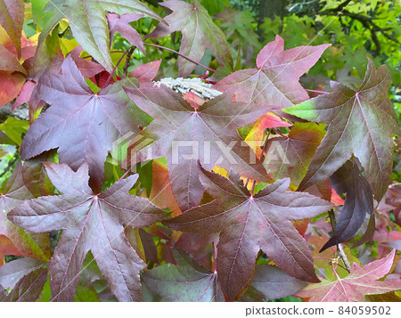 Sweetgum Tree (Liquidambar styraciflua) in autumn. Sweetgum Tree (Liquidambar styraciflua) in autumn. 84059502