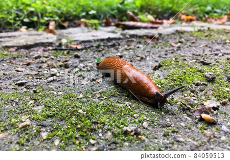 Close up view of common brown slug on the ground outside. Big slimy brown snail slugs crawling in the garden Close up view of common brown slug on the ground outside. Big slimy brown snail slugs crawling in the garden 84059513
