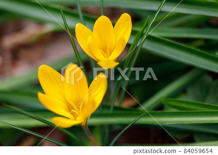 Various flowers (botanical art material photo) Various flowers (botanical art material photo) 84059654