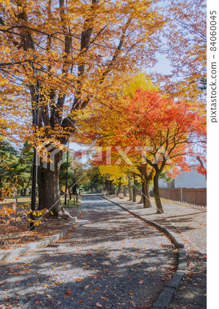 步行道上的紅葉【國寶松本城】 84060045