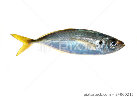 白色背景的竹莢魚 白色背景的竹莢魚 84060215