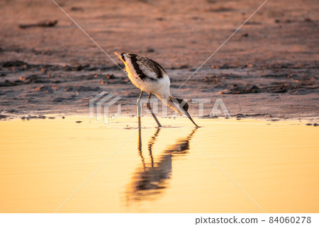 Water bird pied avocet, Recurvirostra avosetta, feeding in the lake. The pied avocet is a large black and white wader with long, upturned beak 84060278