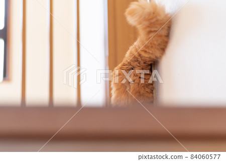 A cat that runs away, a tea tabby cat A cat that runs away, a tea tabby cat 84060577