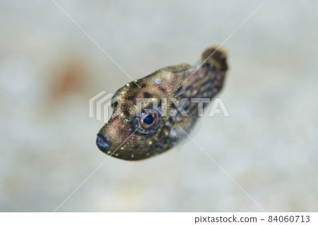 Larva fish 84060713