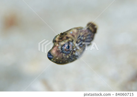 Larva fish Larva fish 84060715