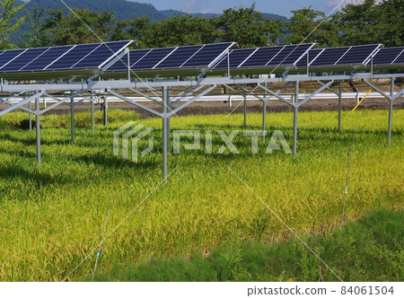 Growing rice and solar power generation Solar power generation and real rice 84061504