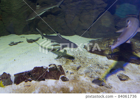 three sharks on the seabed hunting fish 84061736