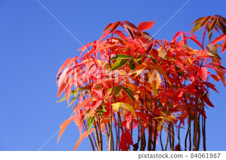 Potted goby saplings / background blue sky Potted goby saplings / background blue sky 84061987