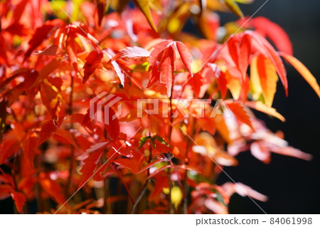 Potted goby sapling, black background, backlight of the morning sun 84061998