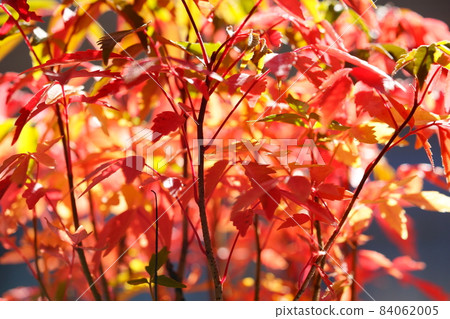 Autumn leaves, potted goby saplings, Asahi backlight Autumn leaves, potted goby saplings, Asahi backlight 84062005