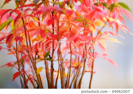 秋葉,盆栽蝦虎魚苗,在清晨的陽光下 秋葉,盆栽蝦虎魚苗,在清晨的陽光下 84062007