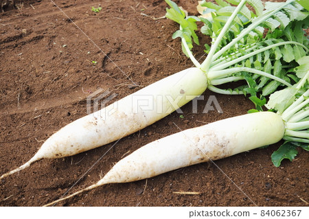 Harvest of radish Harvest of radish 84062367