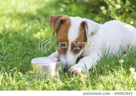 Domestic life with dog. Hungry dog with sad eyes is waiting for feeding .Jack Russell Terrier Dog Puppy. Domestic life with dog. Hungry dog with sad eyes is waiting for feeding .Jack Russell Terrier Dog Puppy. 84062641