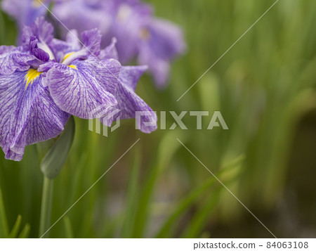 Kitayama Park, Tokyo The world of irises that colors the waterside in early summer [flowers and plants] 84063108