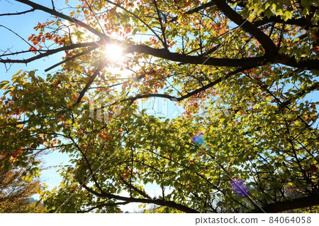 Under the refreshing blue sky, the maple autumn leaves landscape Under the refreshing blue sky, the maple autumn leaves landscape 84064058