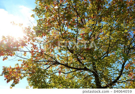 Under the refreshing blue sky, the maple autumn leaves landscape Under the refreshing blue sky, the maple autumn leaves landscape 84064059