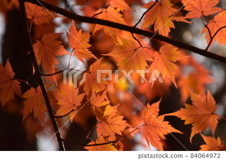 楓葉在秋天 84064972