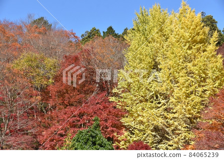 Autumn Oidaira Park 84065239