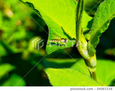 Okra and hoverfly 84065338