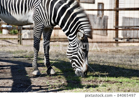 Profile of a grass-eating Grevy's zebra Profile of a grass-eating Grevy's zebra 84065497