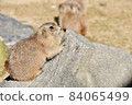 A prairie dog climbing a rock 84065499